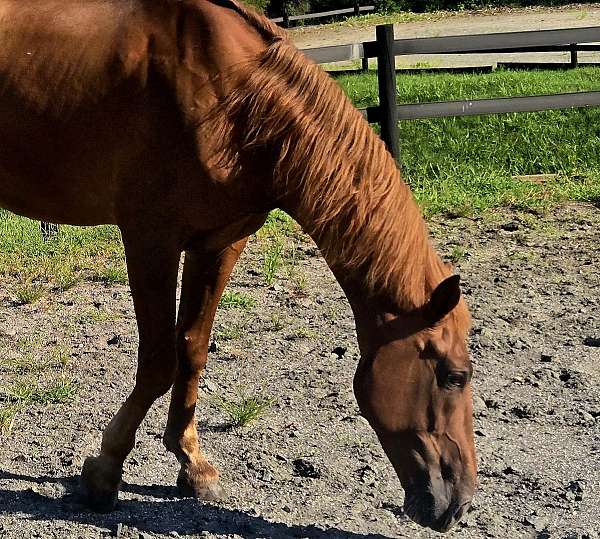 gaited-tennessee-walking-horse