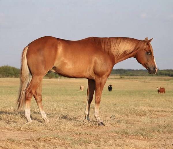 calf-roping-quarter-horse