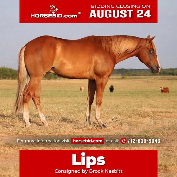 all-around-quarter-horse