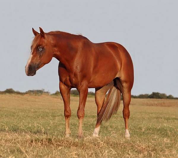 athletic-quarter-horse
