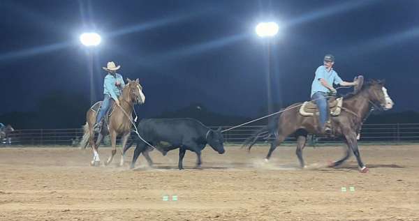 heading-quarter-horse