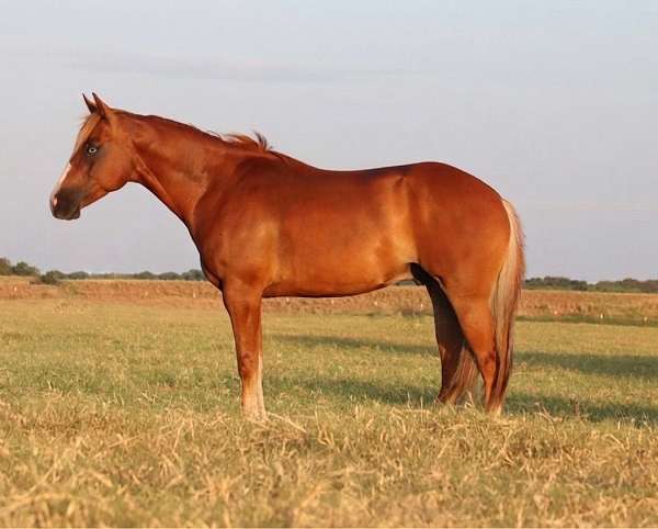 heel-quarter-horse