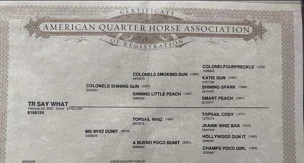 husband-safe-quarter-horse