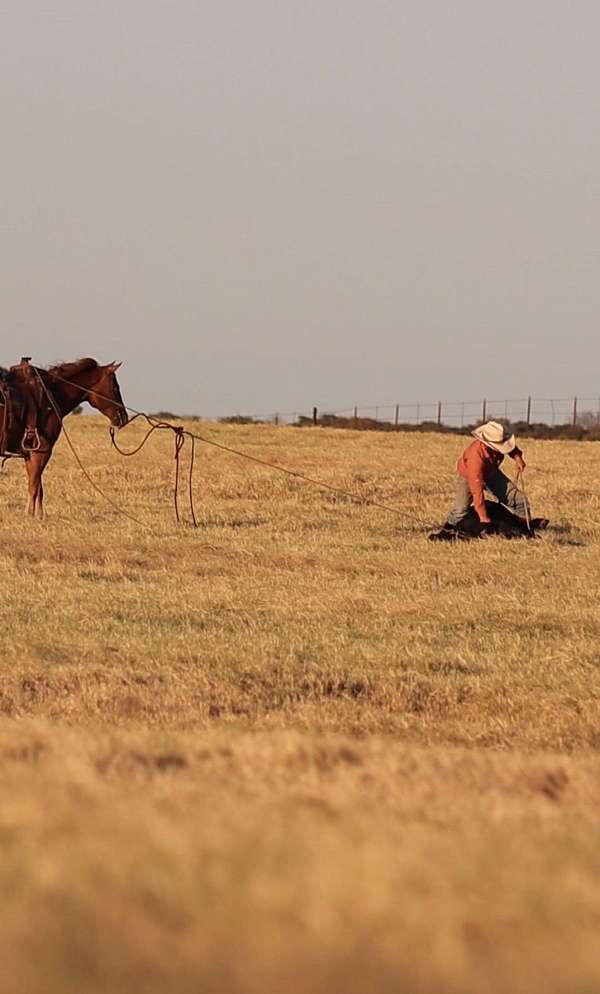 kid-safe-quarter-horse