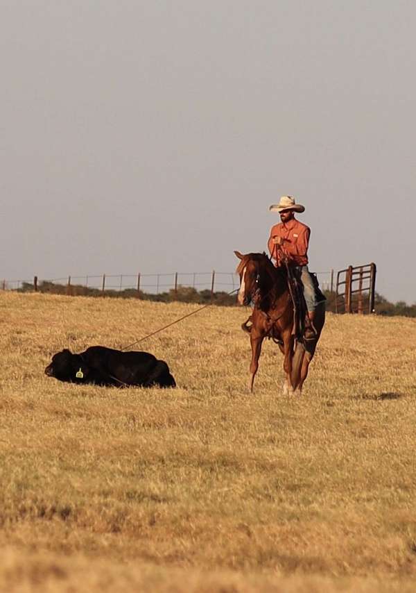 performance-quarter-horse