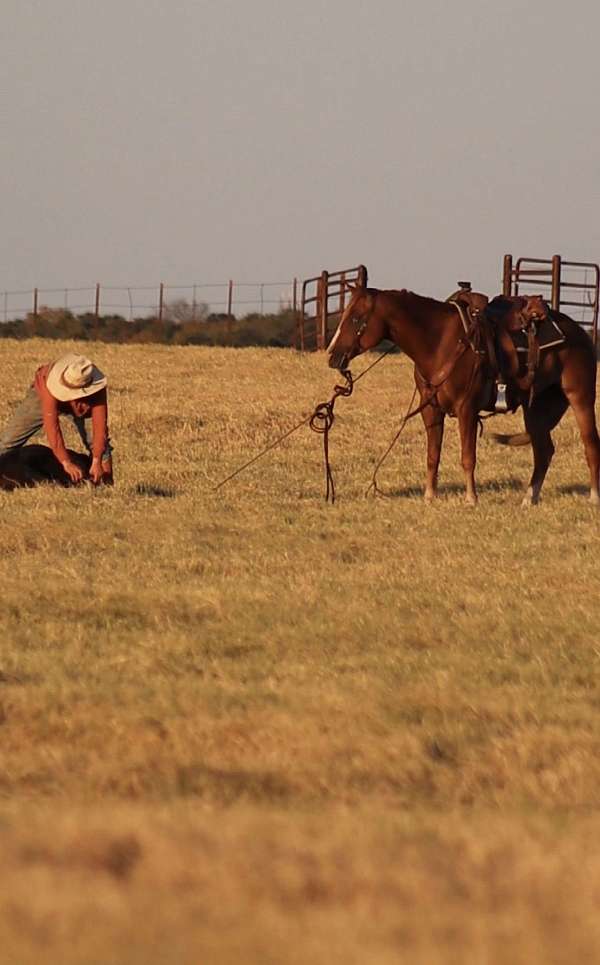 ranch-quarter-horse