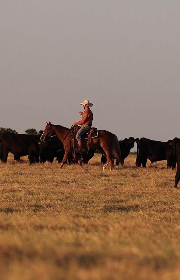 ranch-versatility-quarter-horse