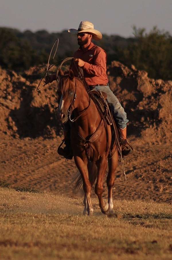 roping-quarter-horse