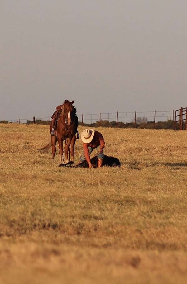 ranch-work-quarter-horse