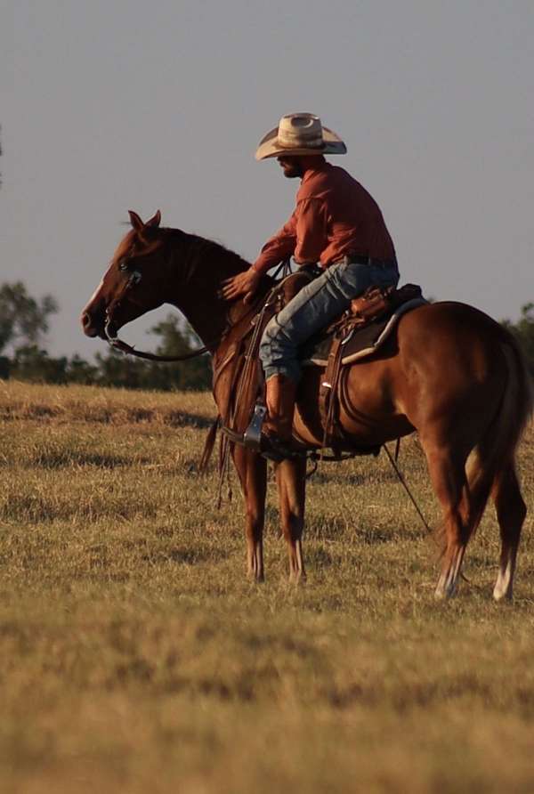 show-quarter-horse