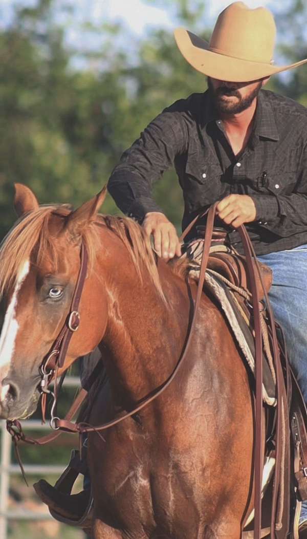 show-hack-quarter-horse