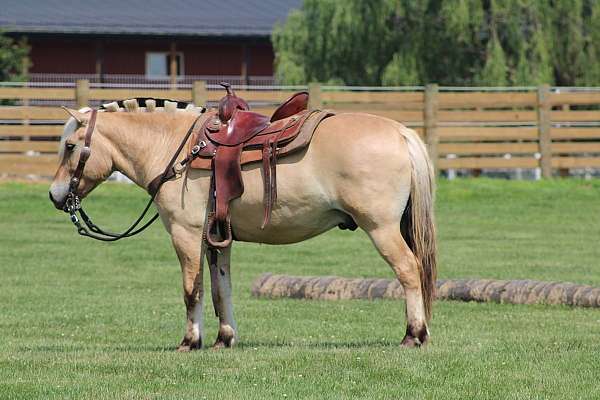 athletic-fjord-horse