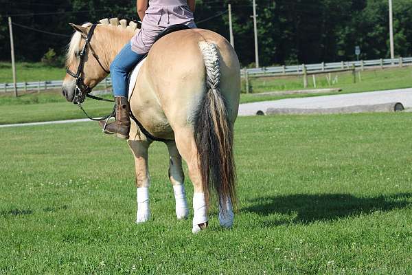 beginner-fjord-horse