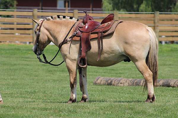 driving-fjord-horse