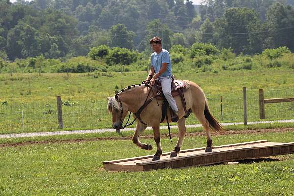 flashy-fjord-horse
