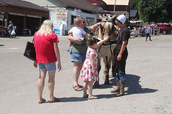kid-safe-fjord-horse