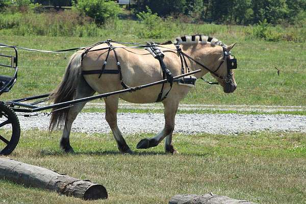 ranch-fjord-horse