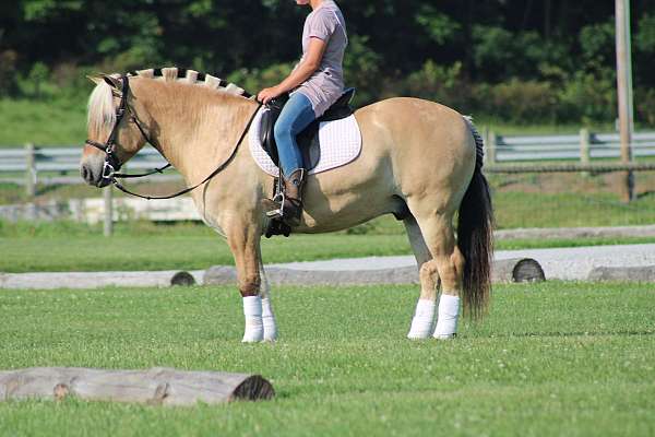 ridden-western-fjord-horse