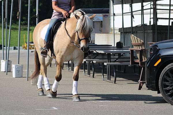 show-fjord-horse