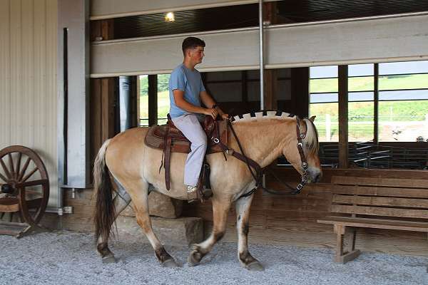 youth-fjord-horse