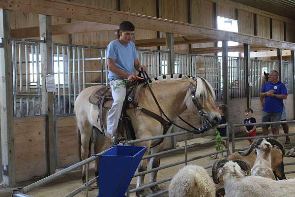 trail-riding-fjord-horse