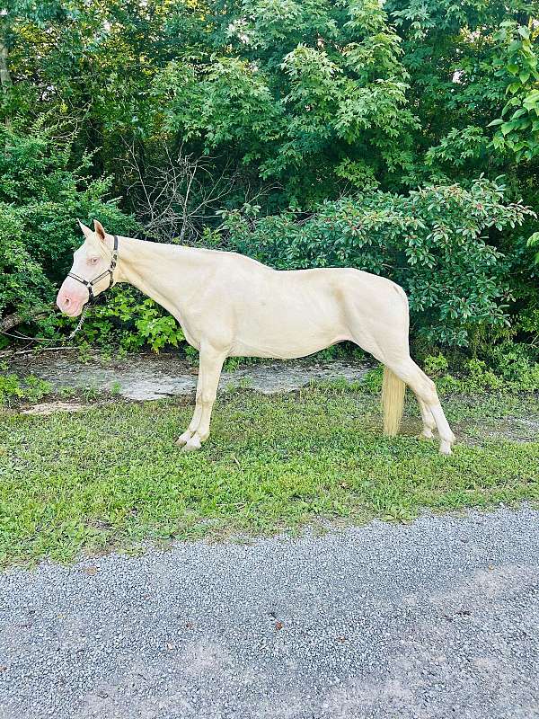 tennessee-walking-mare