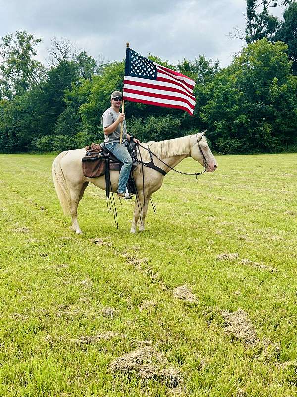 tennessee-walking-horse-for-sale