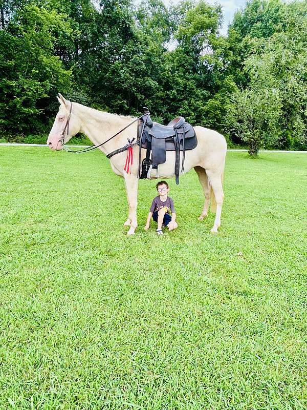 tennessee-walking-horse