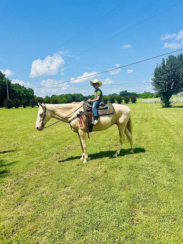 champagne-beginner-horse