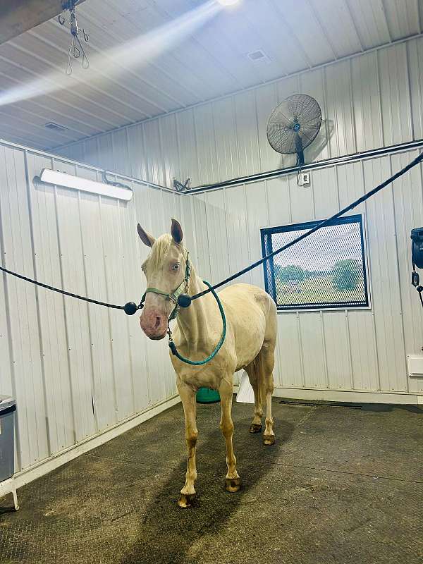 champagne-experienced-horse