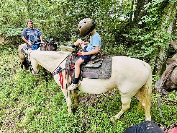 champagne-trail-horse