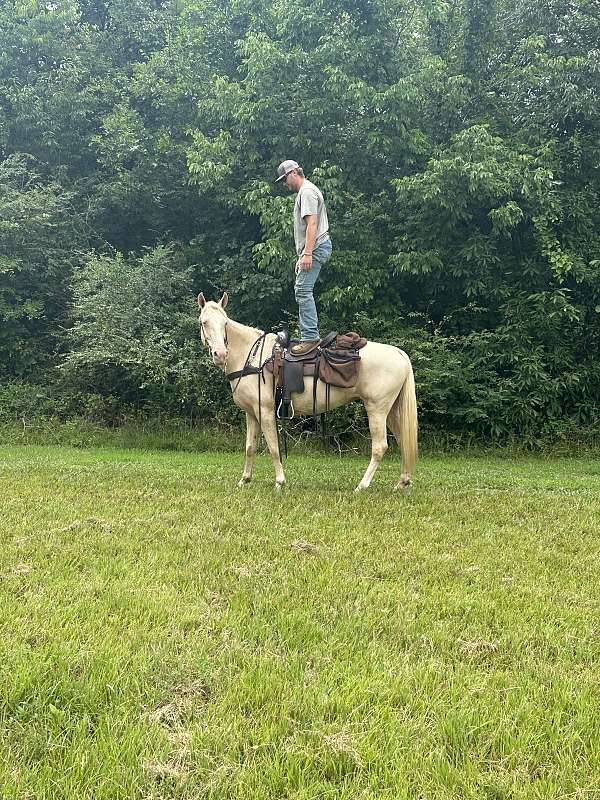 beginner-mare