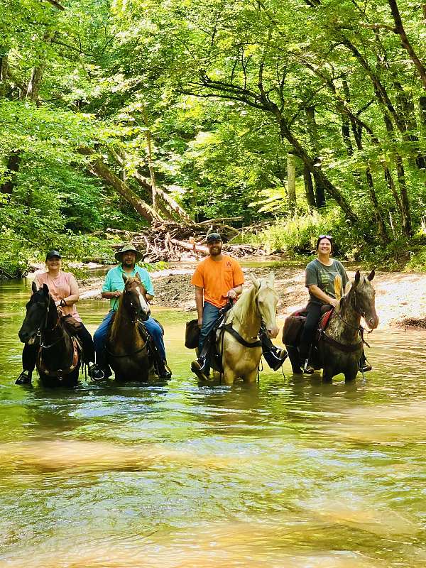 experienced-mare