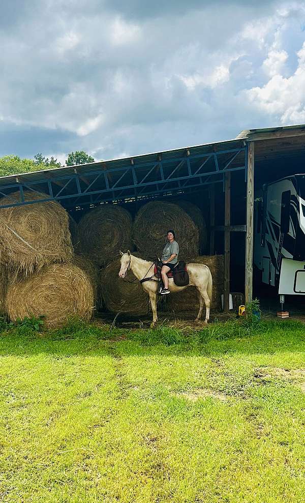 beginner-horse