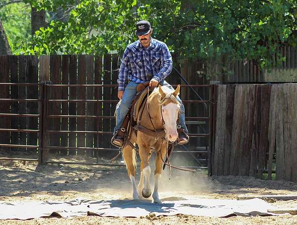 calf-roping-paint-horse