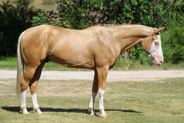 flashy-paint-horse