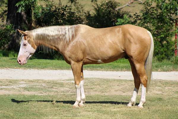 heading-paint-horse