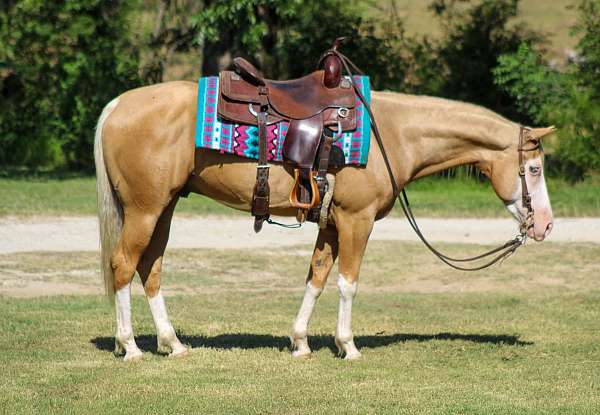 performance-paint-horse