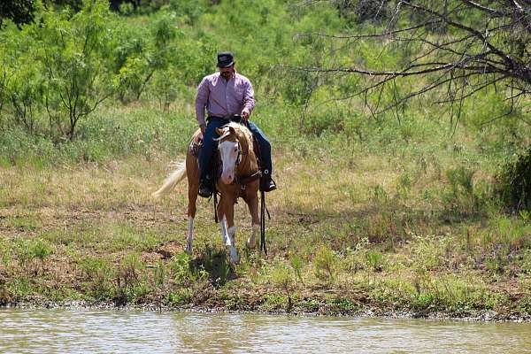 roping-paint-horse