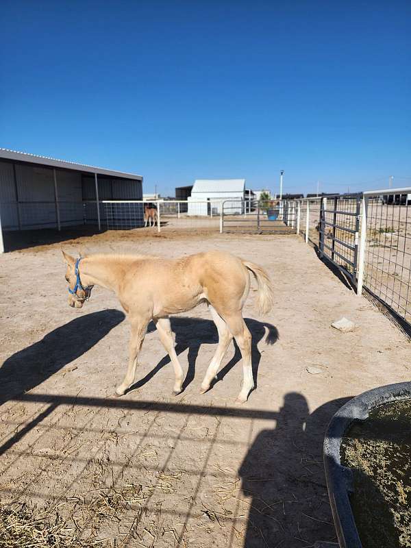 classy-filly-quarter-horse
