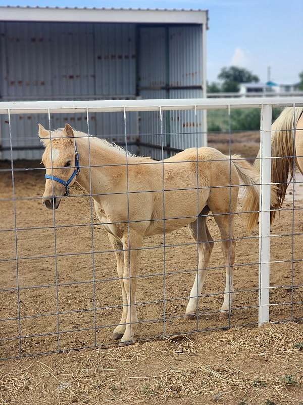 dunalino-aqha-filly-quarter-horse