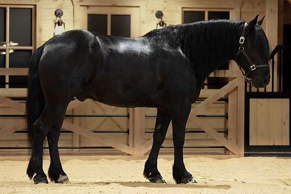 all-around-draft-horse