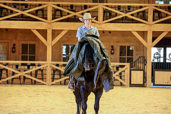 athletic-draft-horse