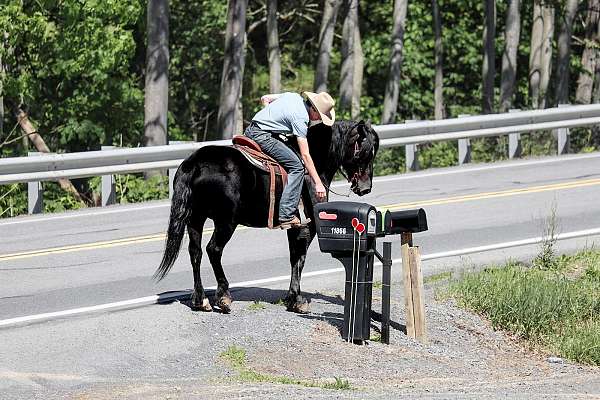 beginner-draft-horse