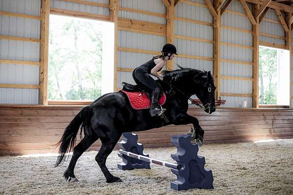 cross-draft-horse