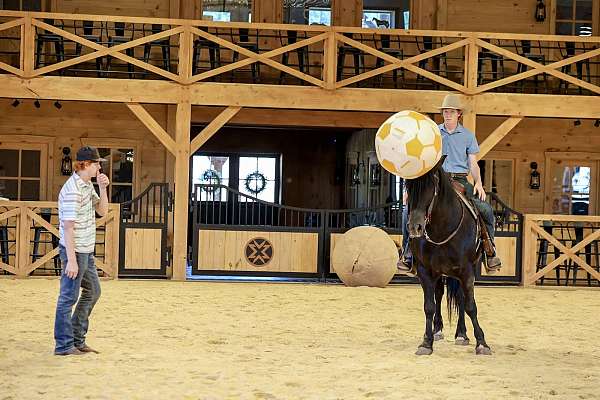 draft-horse