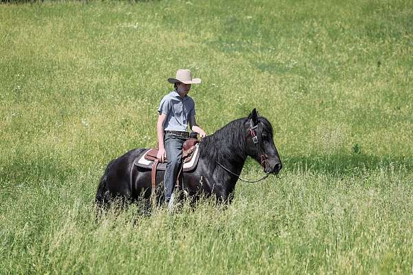 flashy-draft-horse