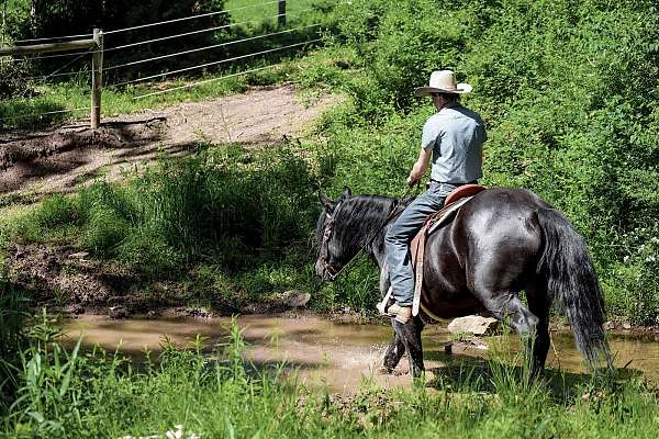 husband-safe-draft-horse