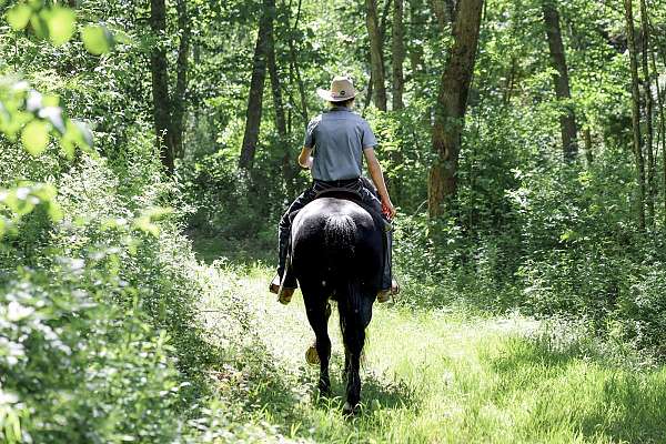 ranch-draft-horse
