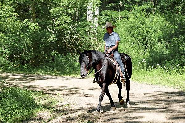ridden-english-draft-horse